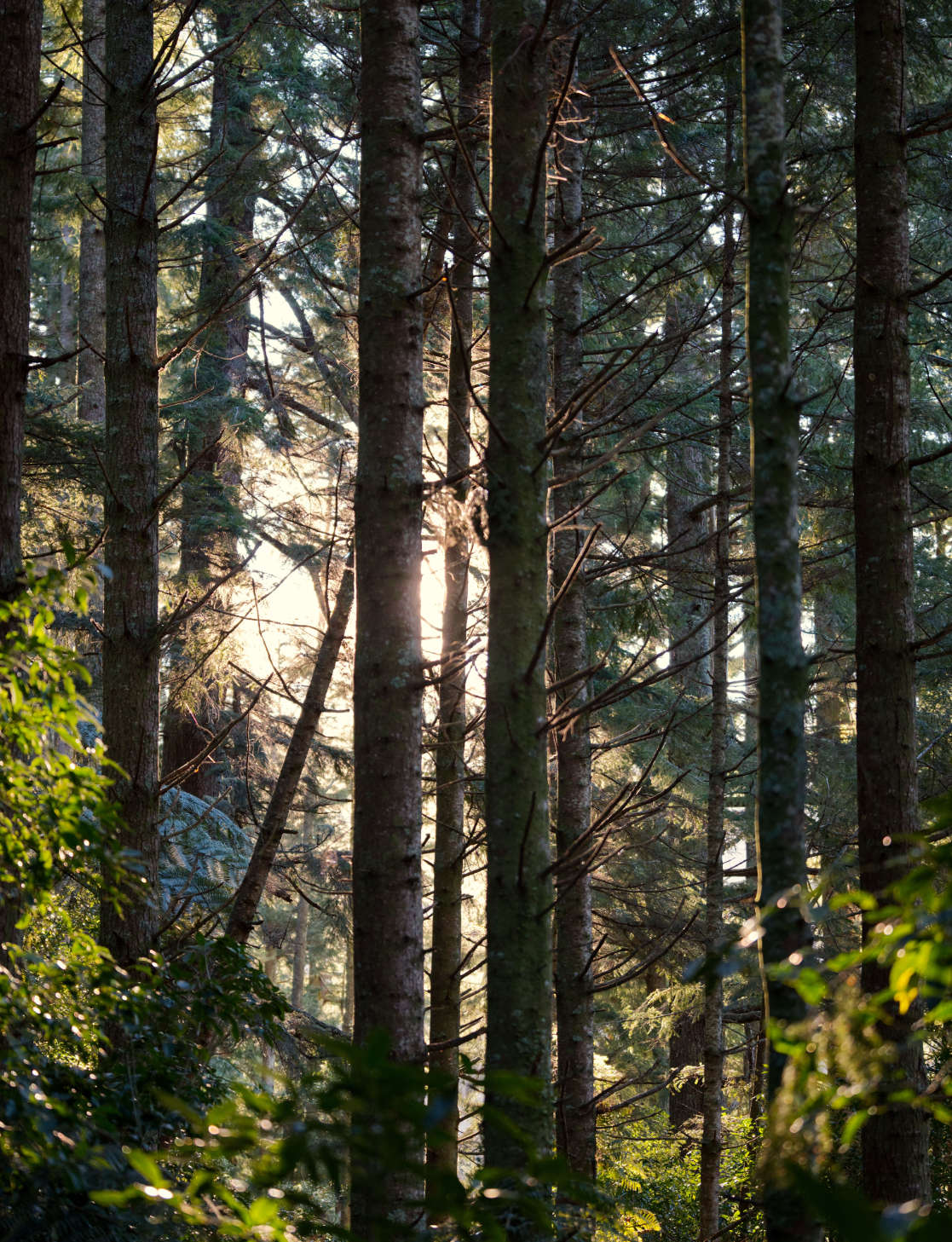 Whakarewarewa Forest Park at Sunset